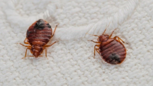 Effective Strategies for Bed Bug Remove